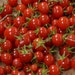 Organically Grown, non-GMO, Heirloom Sweet Million Tomato Seed