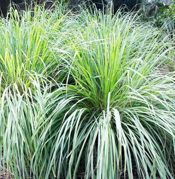 SALE! Potted Lemongrass plants, Organic Lemon Grass Plants; Cymbopogon ...