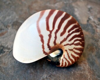 natural nautilus seashell 5 6 nautilus pompilius