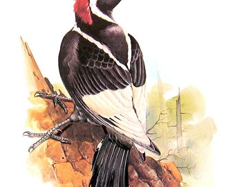 American Ivory Billed Woodpecker - Extinct Animal Print - Vintage 1981 Book Page - 12 x 9
