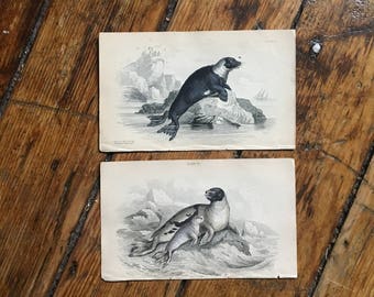 c.1833 ANTIQUE SEAL PRINTS - original antique sea life prints - Jardine animal prints - marine mammals - set of 2 hand colored engravings