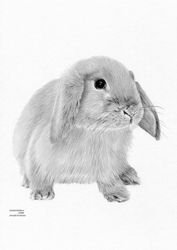 Lop-eared Bunny Rabbit Wildlife Woodland Nursery Limited