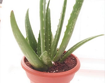 Live Organic Aloe Vera 8"-14" Mature Medicinal Plant