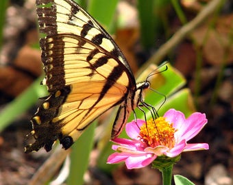 Swallowtail Butterfly