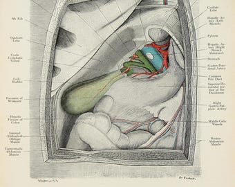 Abdomen, Liver, Gall Bladder, Bile, Cross Section c.1900 DOUBLE SIDED Antique Anatomy Print, Colour Anatomical Print, Lithograph