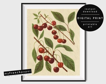Vintage Botanical Poster Print, Cherry Wall Art, Vintage Fruit Print, Antique Botanical Illustration Vintage, Retro Cherry Poster Printable