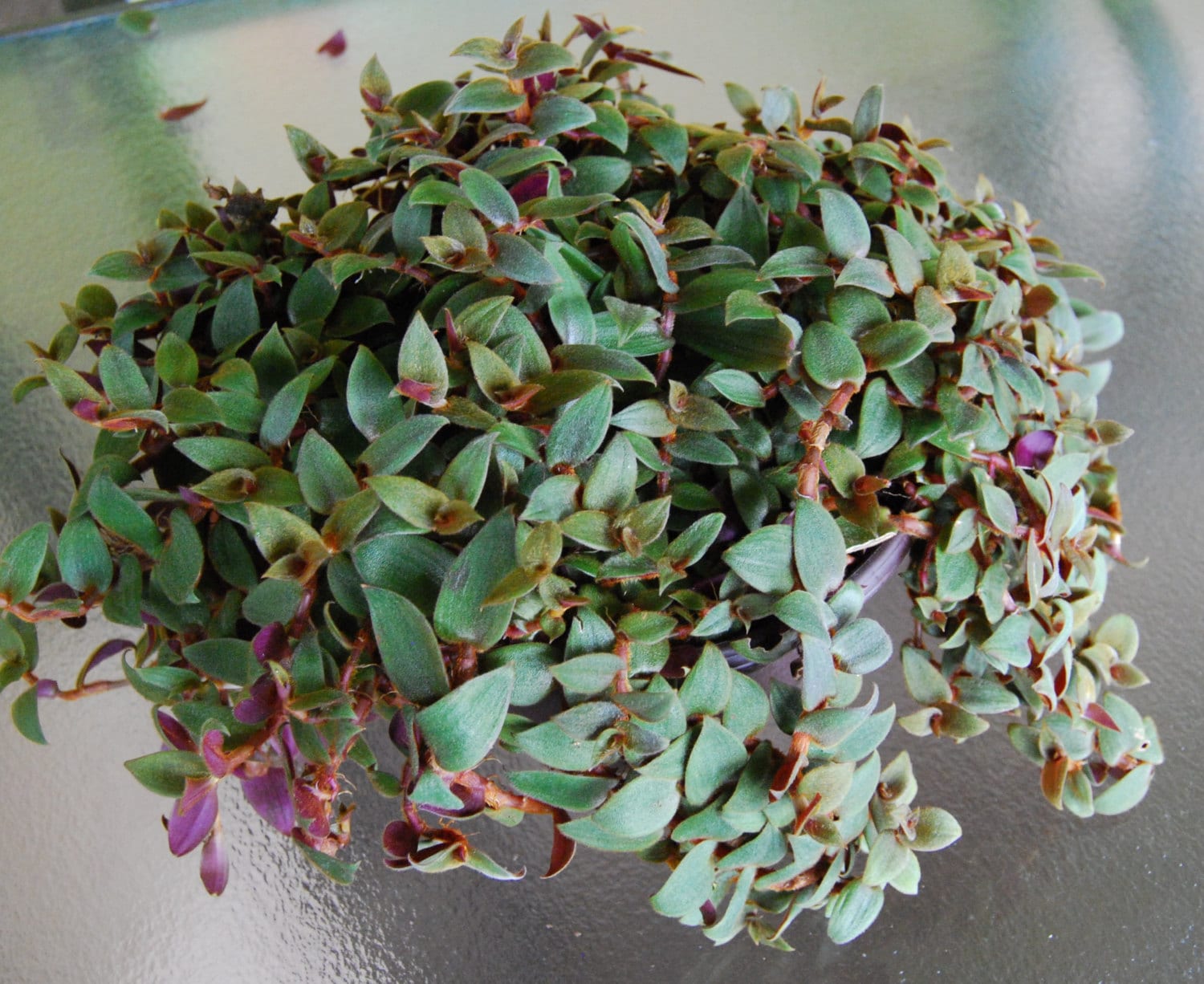 Teddy Bear Vine Plant