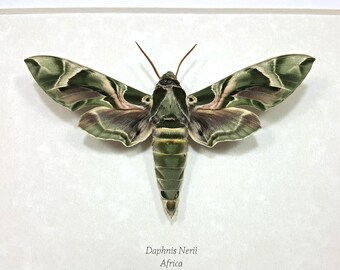 FREE SHIPPING Framed Daphnis Nerii Oleander Hawk-moth or Army Green Moth Taxidermy A1 #85