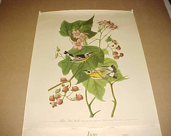 Lithograph Audubon Bird Print Black & Yellow Warbler From 1949 Calendar