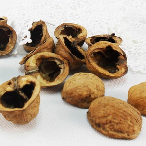 Walnut shell halves round Natural light walnut Walnut halves creativity Organic Natural Wedding Ornament Walnut slices Crafts Supplies