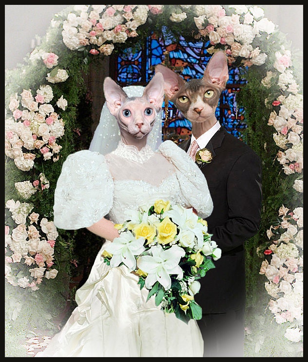 Кошки выходят замуж. Кошки в свадебных нарядах. Кот жених. Кошачья свадьба. Кошка невеста.