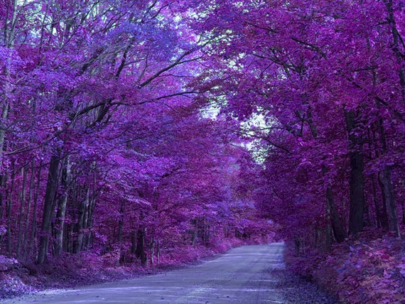 Purple Road Landscape photography trees purple Blue wall decor