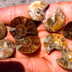 Ammonite Baby Cut Pairs 100 Million Years Old!