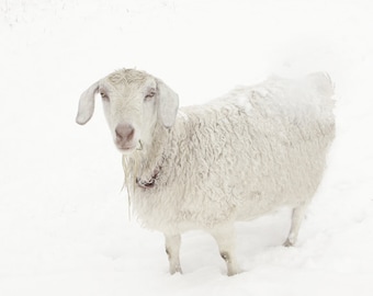 White Goat Art Fine Art Photography Snow Art Winter Art Snow Landscape Art Photography Fine Art Photograph