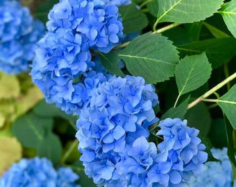 Les Fleurs #19 Hydrangea Photograph