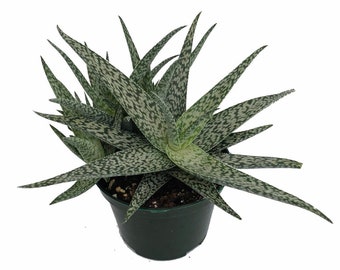 White Beauty Aloe Vera in 4" Pot - Medicine Plant/Burn Plant/Miracle Plant