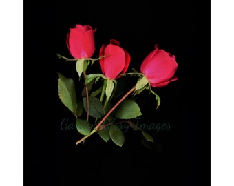 Red rose photo, rose photo, flower photo, floral photography, wall art, floral art photo, home decor, romantic decor, red, Valentine's Gift