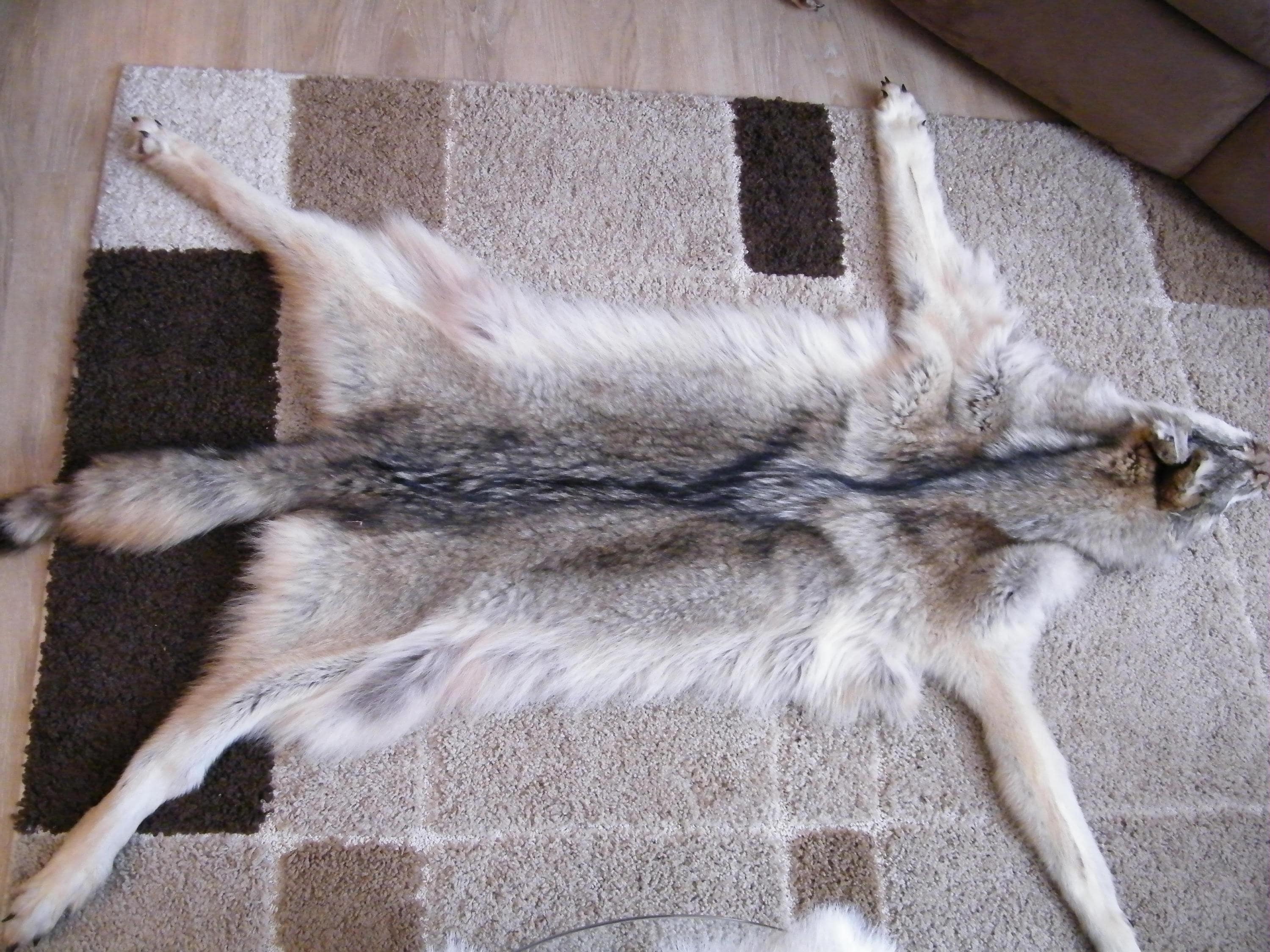 Timber wolf pelt wolf fur wolf hide tanned fur cabin