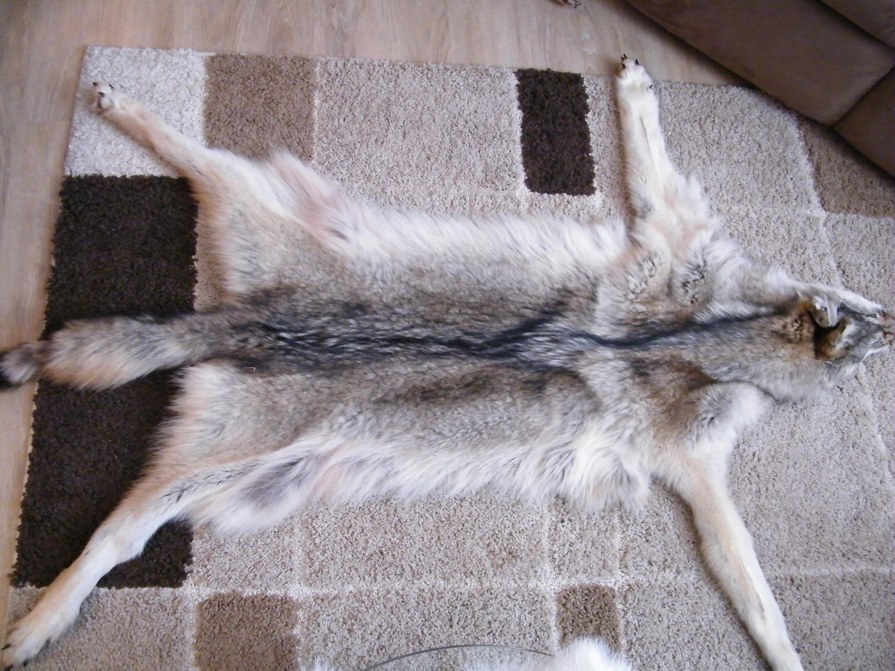 Timber wolf pelt wolf fur wolf hide tanned fur cabin