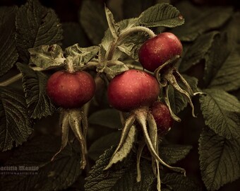 Rosehip | Photography | LImited edition print