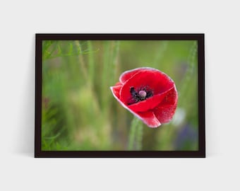 The Poppy - Original Photographic Print