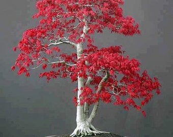 Japanese Maple Bonsai Tree Seeds, Bonsai Tree, Home or Office Decor, Mini Tree, Grow Your Own, Acer rubrum, 5 Seeds