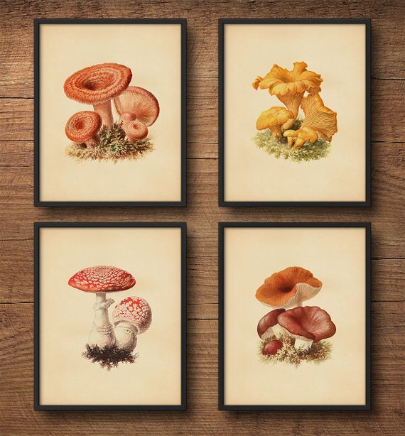 Botanical print set Mushroom prints Print set Mushroom