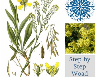 WOAD PROJECT ~ Step by Step ~ Join our group to grow your own