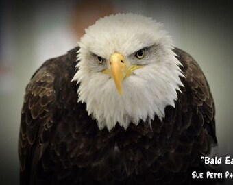 Wildlife Photography, Nature Photography, Bald Eagle Photos, Animal Photography, Bald Eagle, Mancave, Birds of prey,