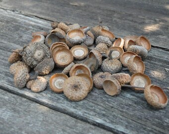 Natural Acorn Tops , set 1, Crafting Acorn,acorn hats, oak acorns