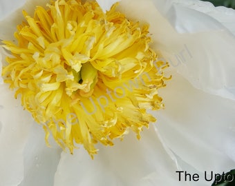 Yellow and White Flower Photo Print