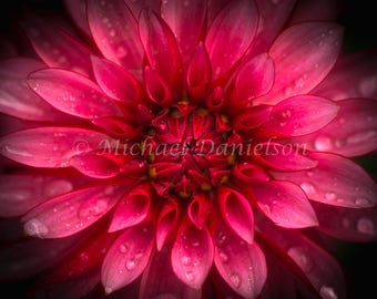 Dahlia Flower Photograph Print