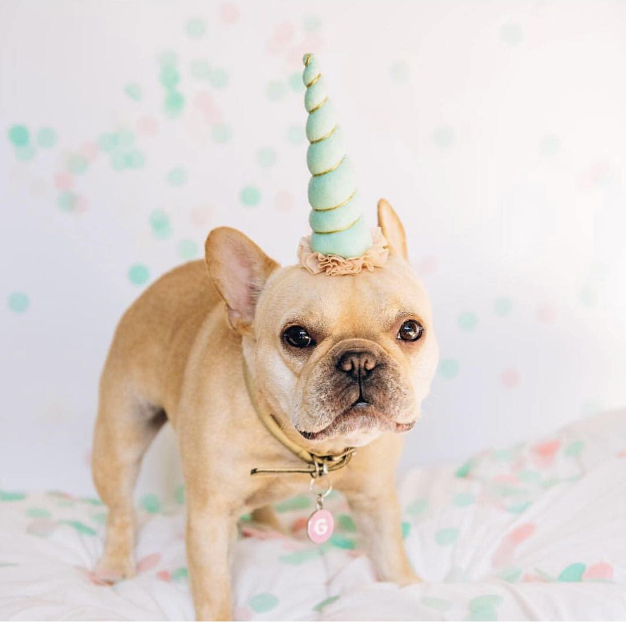 Download Dog Unicorn Headband Unicorn Headband for Dog Dog