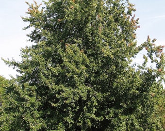 5 Silver Maple Trees(Acer Saccharinum) Bareroot