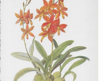 Botanical Print of an Epidendrim vItellinum Orchid