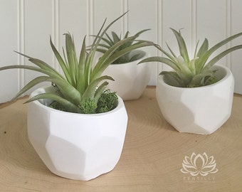 Geometric Tillandsia Slant Planter by Zentilly©