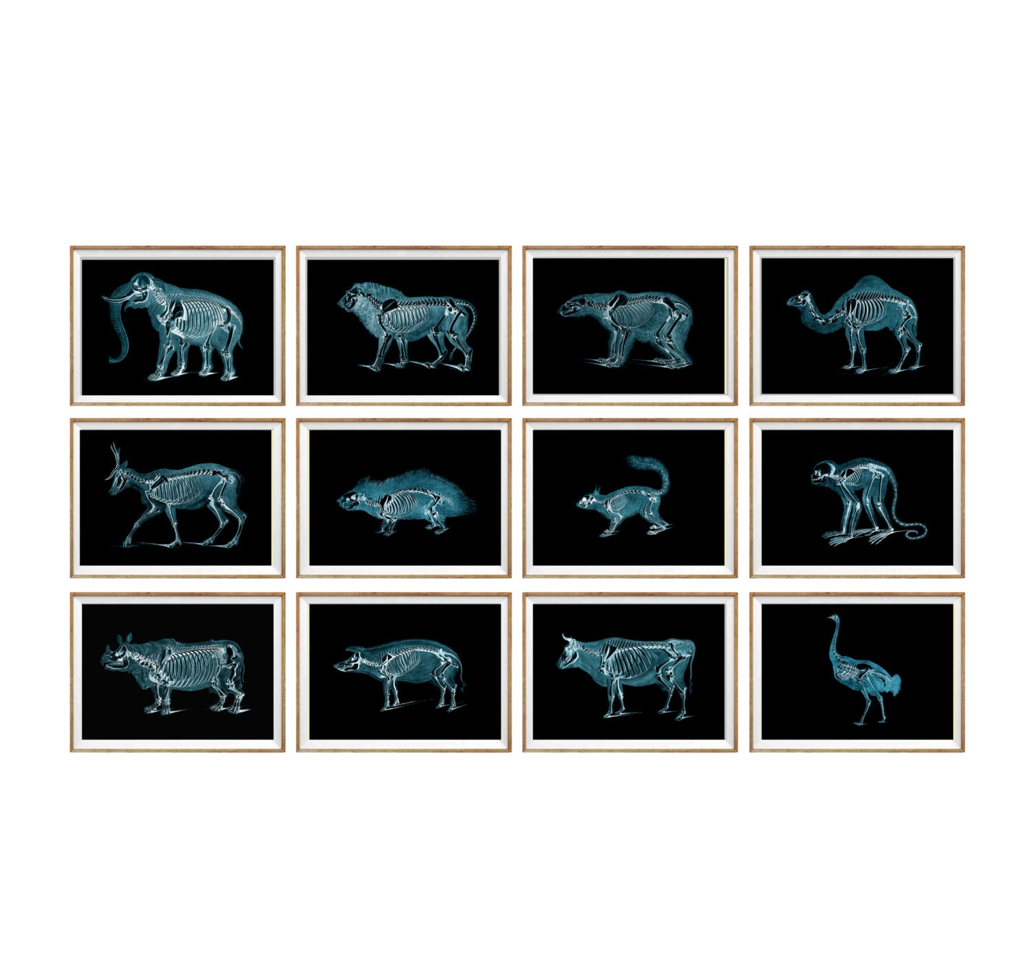 Animal X-Ray Art Print SET of 12. x-ray art x-ray poster man