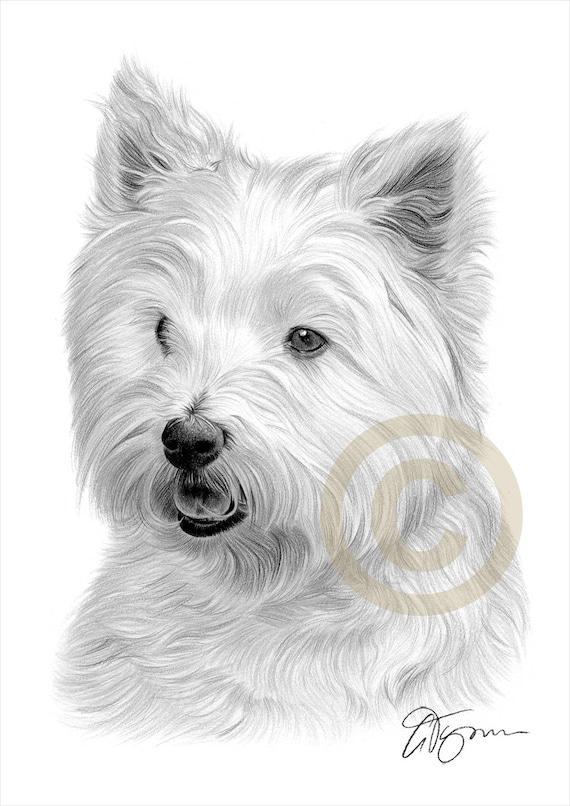 West Highland White Terrier pencil drawing print A4 size