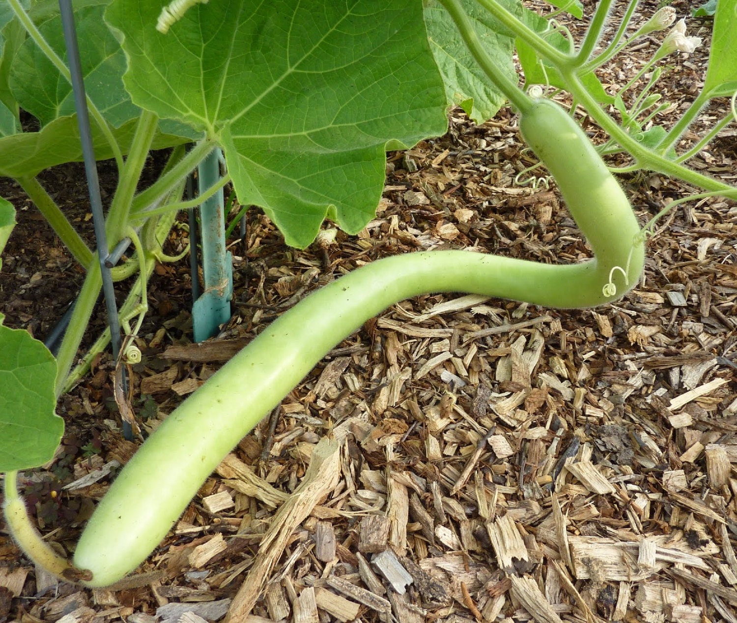 Cucuzzi Italian Edible Gourd Seed much like summer squash