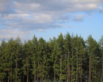 the north woods - limited edition photograph