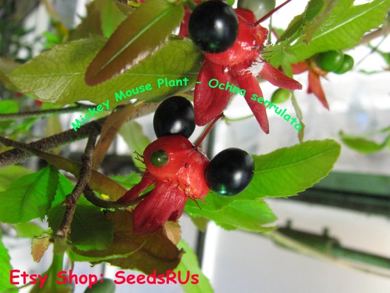 Mickey Mouse Plant Free Shipping Fresh Seeds Ochna