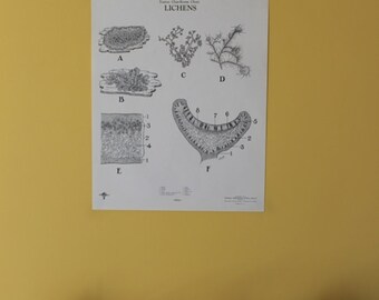 Vintage Lichens wall chart from Turtox