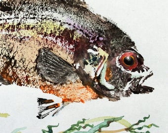 ORIGINAL Red Eye Bass GYOTAKU ( Fish Rubbing ) on Johannot Paper 9.5 X 12 Rock Bass Lake Art Fishing Fisherman Decor by Barry Singer