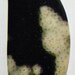 Fossilized, Paisley Cut Palm Wood Cabochon (F-047)