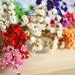 100 PCS dried flowers,for Filler of the mini glass bottles,MINI Star daisy