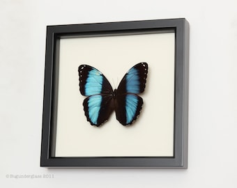 Banded Blue Morpho Framed Butterfly Display