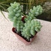 Succulent plant, Sedum Burrito AKA Donkey's Tail makes great trailing or hanging basket plant.