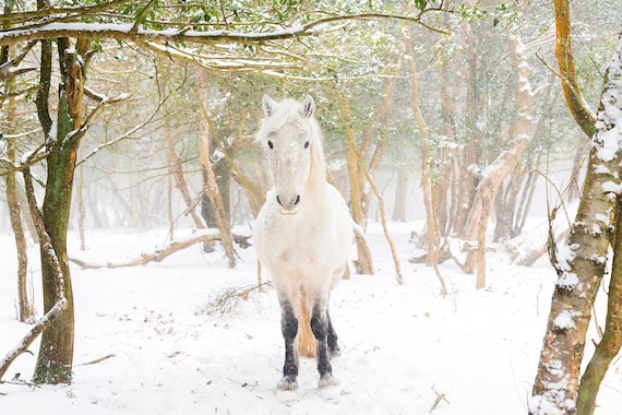 Horse Print,"SNOW HORSES", Equine Print, White Horse, New Forest Pony, Animal Print, Dorset print