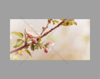 Digital Photo Download Spring Pink and White Crab Apple Tree Blossoms and Buds on Branch with Soft Creamy Blurred Background