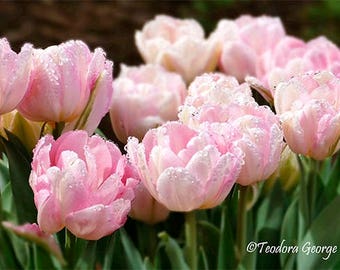 Soft Pink Tulips Photography, Still Life, Botanical, Spring Photo, Garden Photography, Flower Photo, Pink Flowers, Spring Flowers, Tulips
